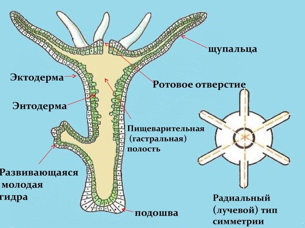 Кракен сайт kr2web in зеркало рабочее